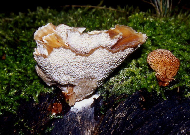 Che funghi saranno?